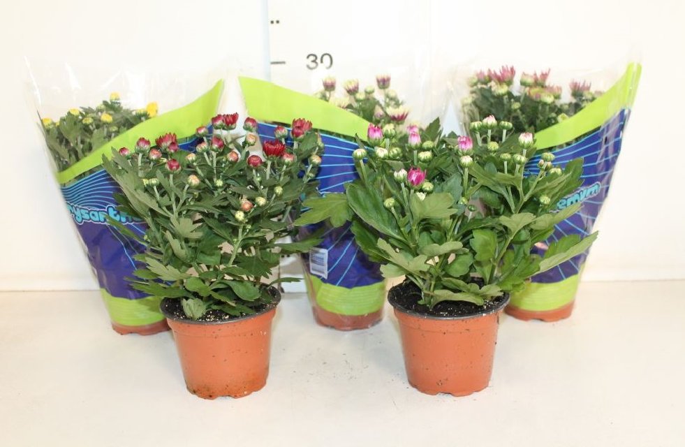 image produit CHRYSANTHEMUM INDICUM GRP MELA