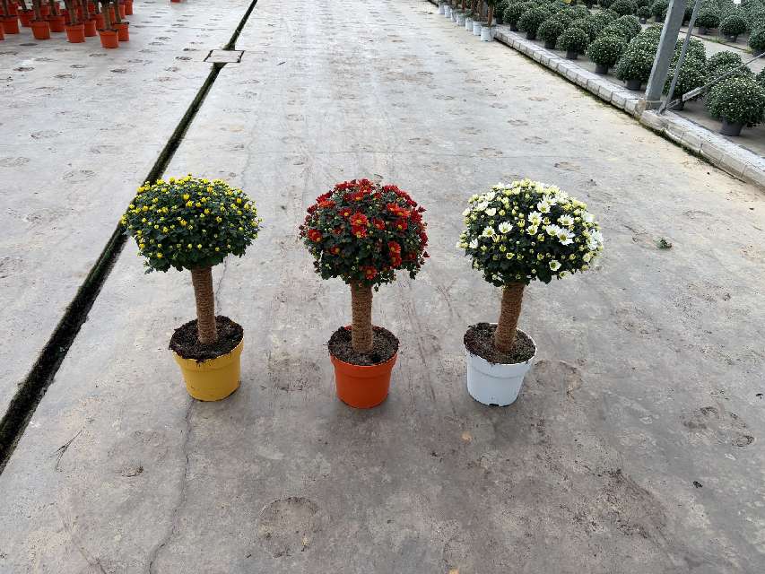 image produit CHRYSANTHEMUM TIGE TUTEUR MOUS