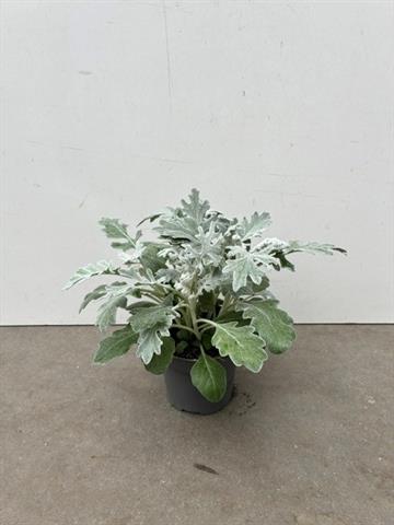 image produit CINERARIA MARITIMA D10.5