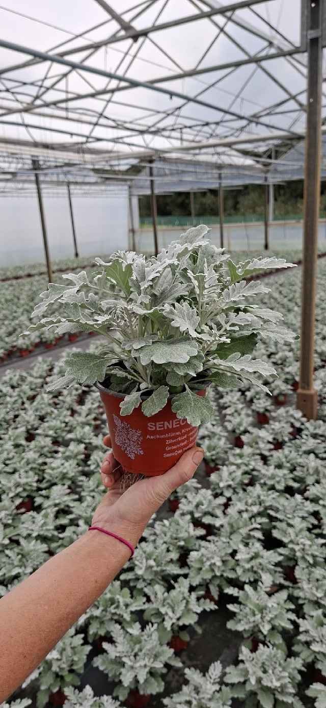 image produit CINERARIA MARITIMA D13