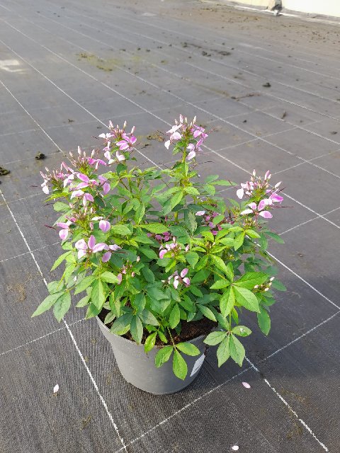 image produit CLEOME D21