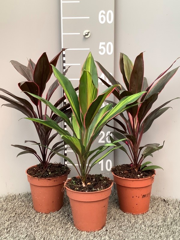image produit CORDYLINE AUTRE MELANGE D13