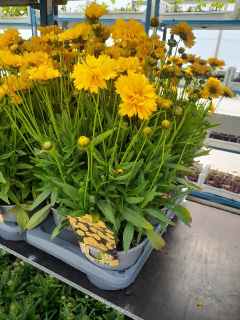 image produit COREOPSIS GRAND. EARLY SUNRISE