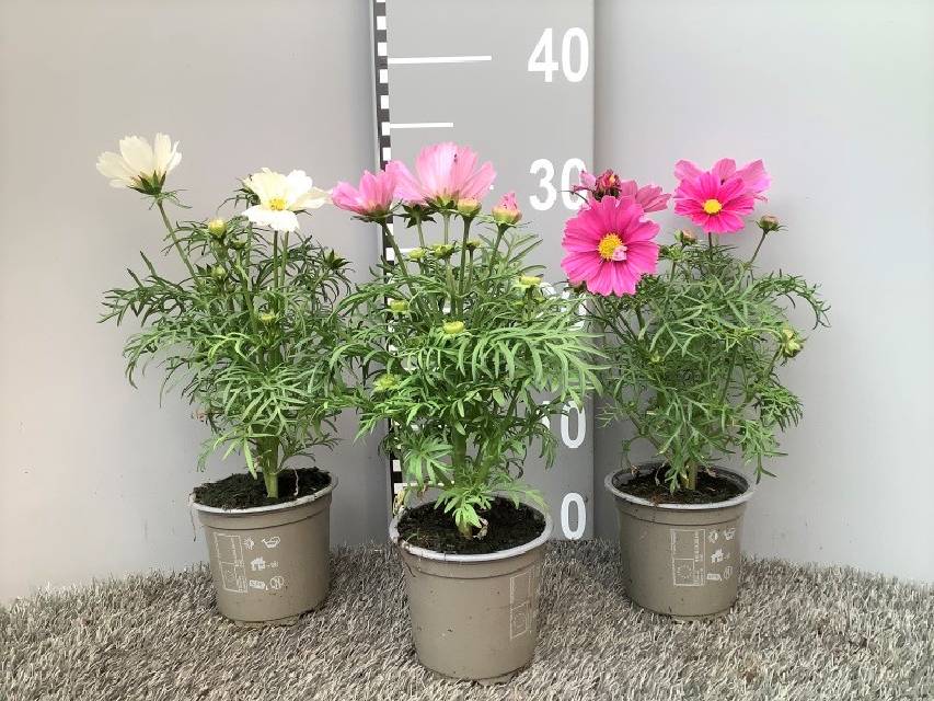 image produit COSMOS BIPINATUS D10.5