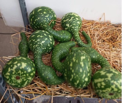 image produit CUCURBITA BOUTEILLE X1