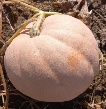 image produit CUCURBITA EXTRA X1