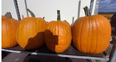 image produit CUCURBITA HALLOWEEN HAUT X1