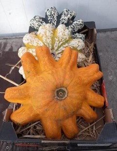 image produit CUCURBITA PATISSON X3
