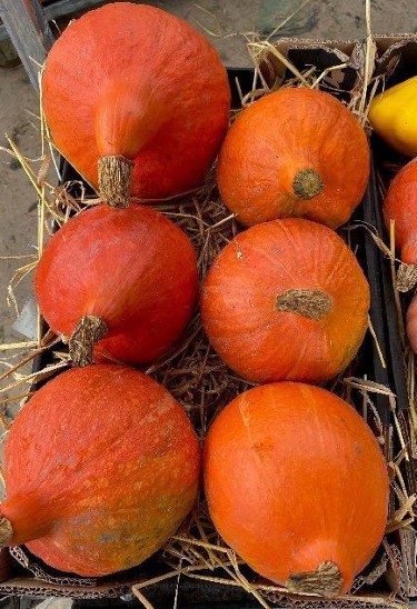 image produit CUCURBITA POTIMARON RED KURI X