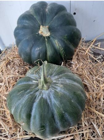 image produit CUCURBITA POTIRON MUSQUE DE PR