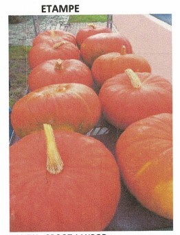 image produit CUCURBITA ROUGE ETAMPE X1
