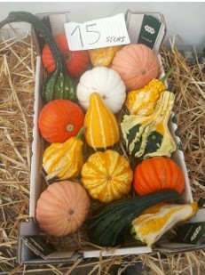 image produit CUCURBITA SIERFRUIT CAISSE X15