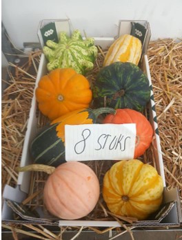 image produit CUCURBITA SIERFRUIT CAISSE X8