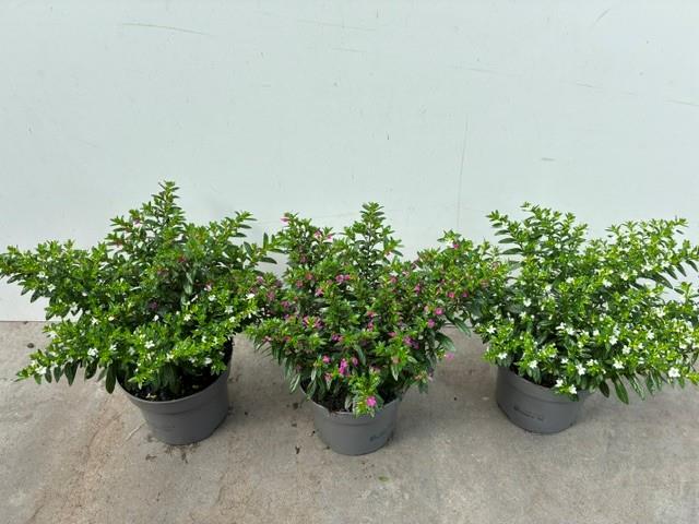 image produit CUPHEA HYSSOPIFOLIA D13