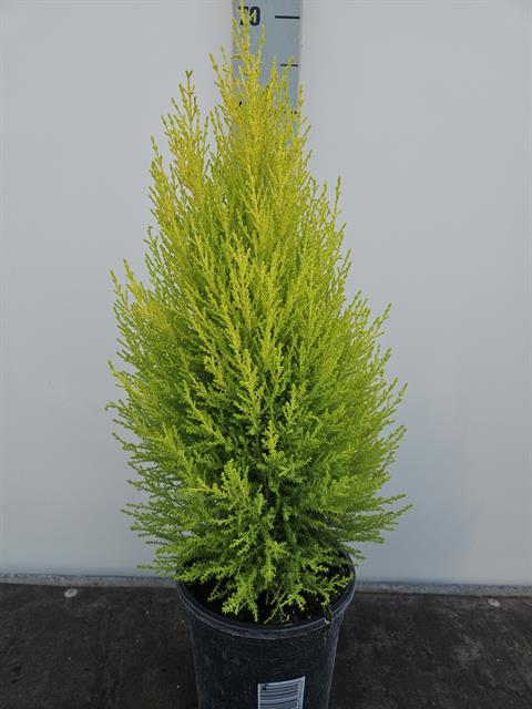 image produit CUPRESSUS MACROCARPA 'WILMA' D
