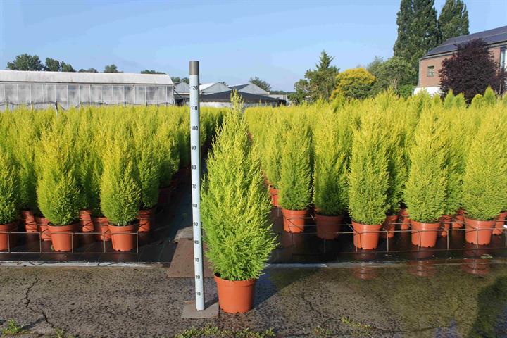 image produit CUPRESSUS MACROCARPA 'WILMA' D
