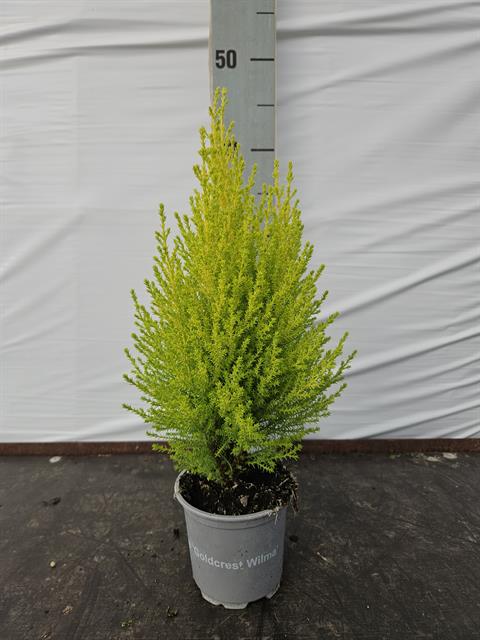 image produit CUPRESSUS MACROCARPA 'WILMA' D