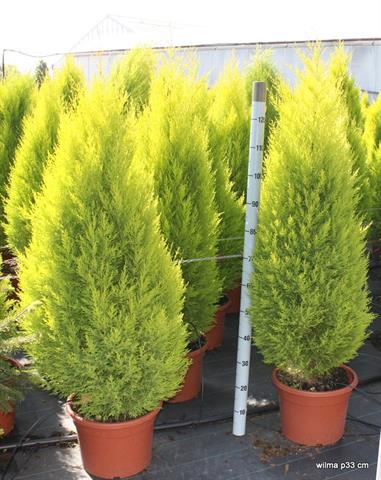 image produit CUPRESSUS MACROCARPA 'WILMA' D