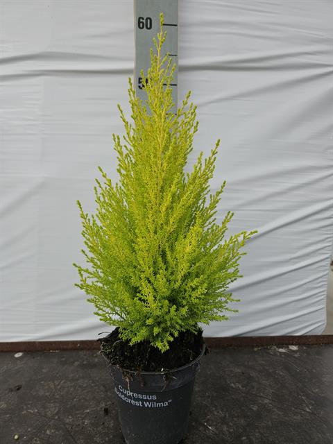 image produit CUPRESSUS MACROCARPA 'WILMA'