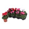 image produit CYCLAMEN PERSICUM A PETITE FLE