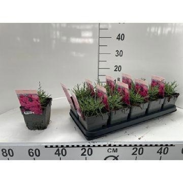 image produit DIANTHUS PLUMARIUS D13