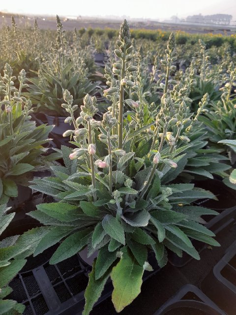 image produit DIGITALIS PURPUREA D17