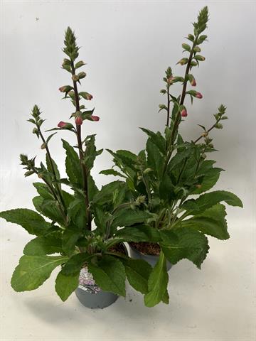 image produit DIGITALIS PURPUREA GLOXINIIFLO