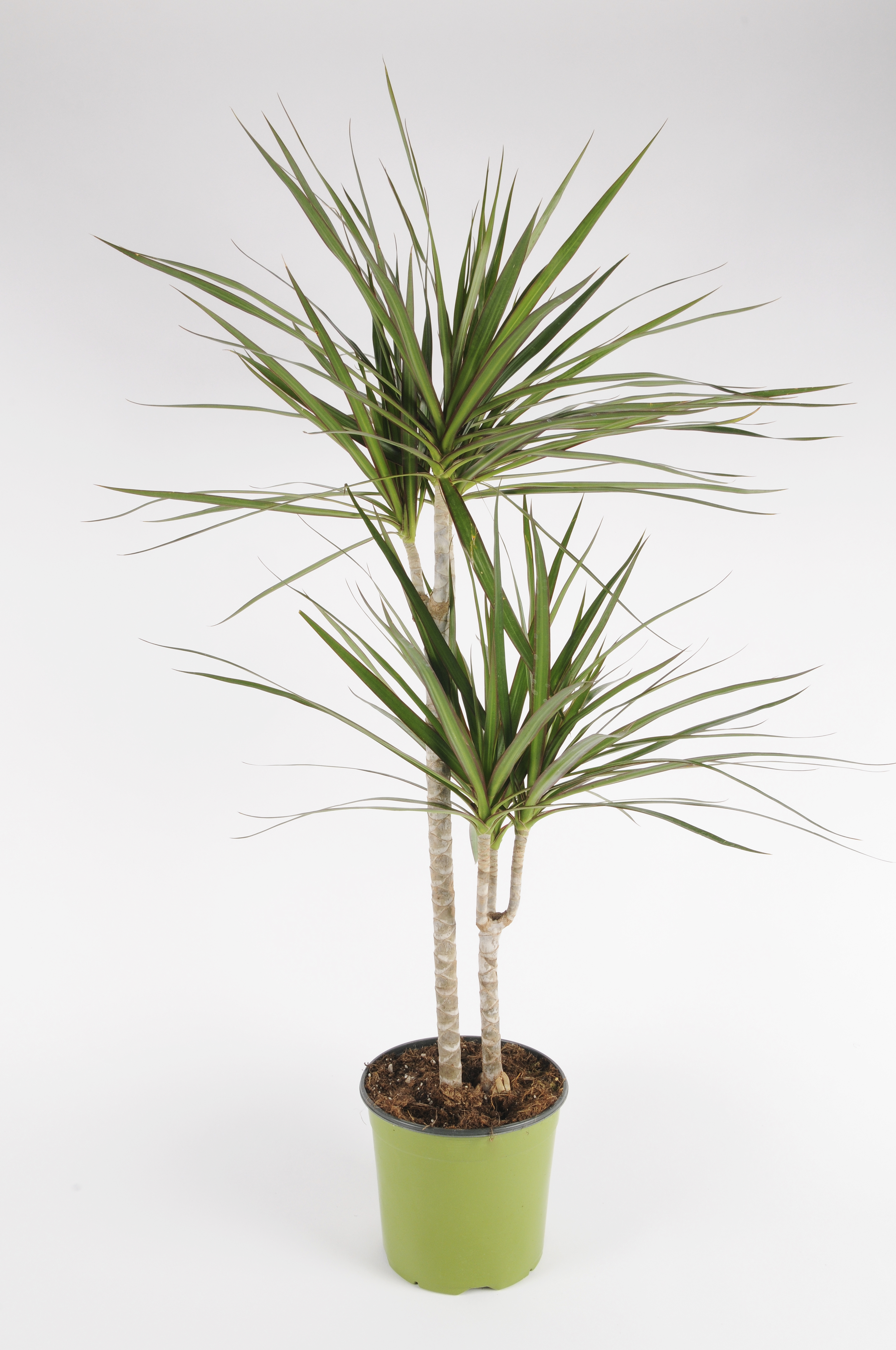 image produit DRACAENA MARGINATA T.45