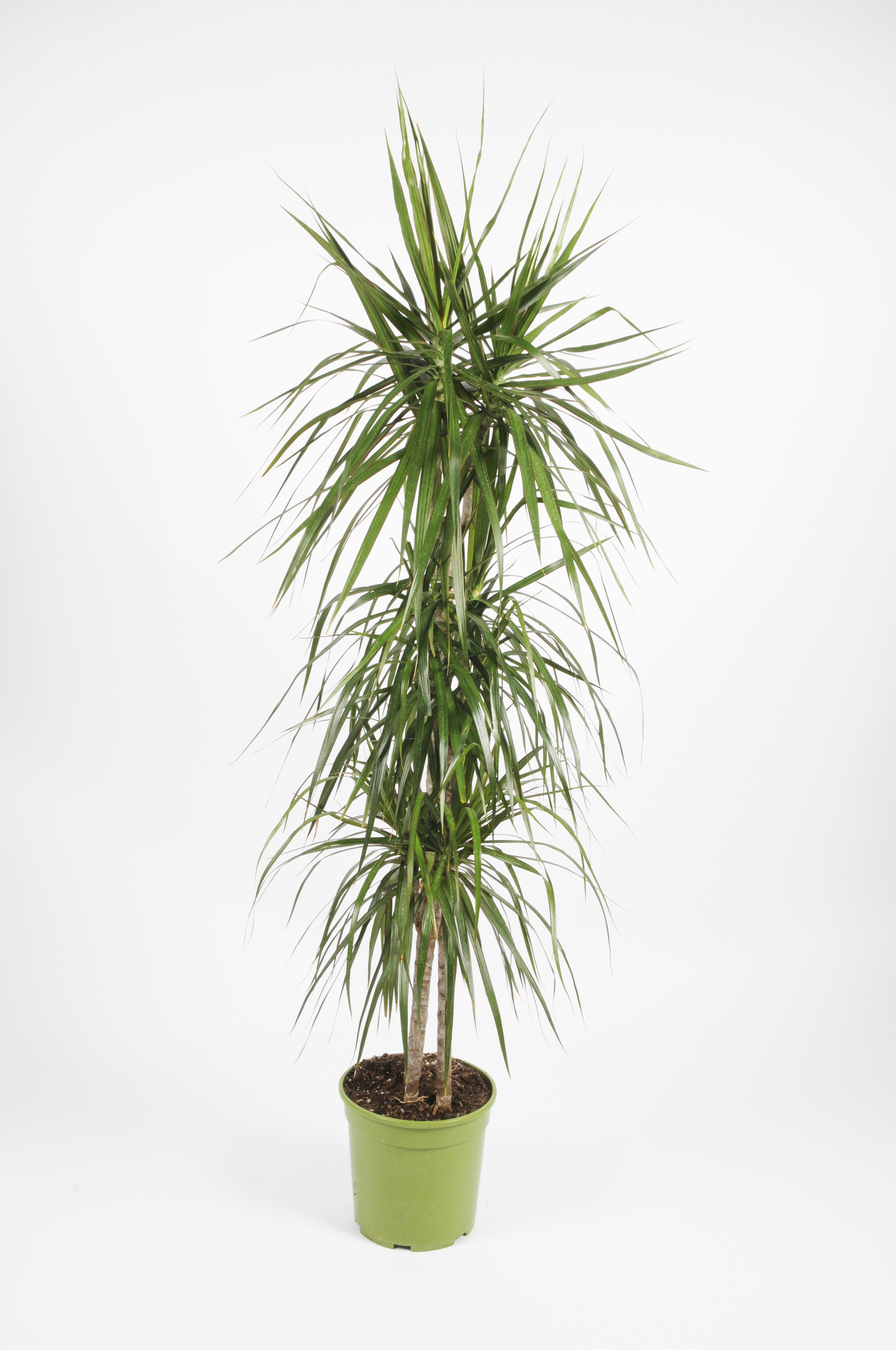 image produit DRACAENA MASSANGENA 30/60/90/1