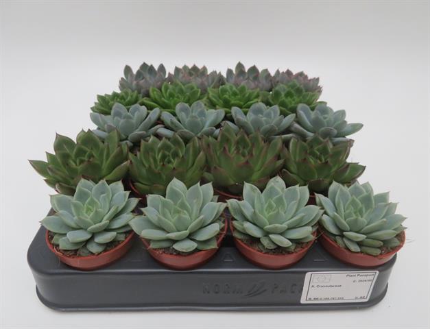 image produit ECHEVERIA MELANGE