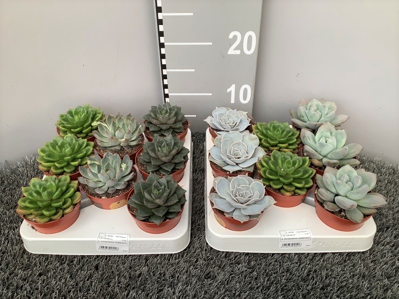 image produit ECHEVERIA MELANGE D8.5