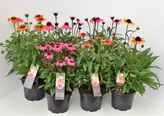 image produit ECHINACEA PURPUREA D19