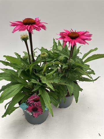 image produit ECHINACEA SUNSEEKERS MELANGE D