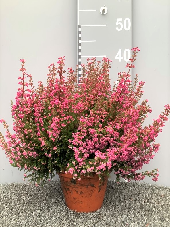 image produit ERICA GRACILIS 29/32 D13