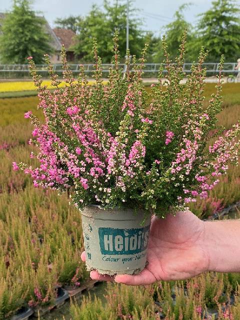 image produit ERICA GRACILIS HEIDI POT PLAST