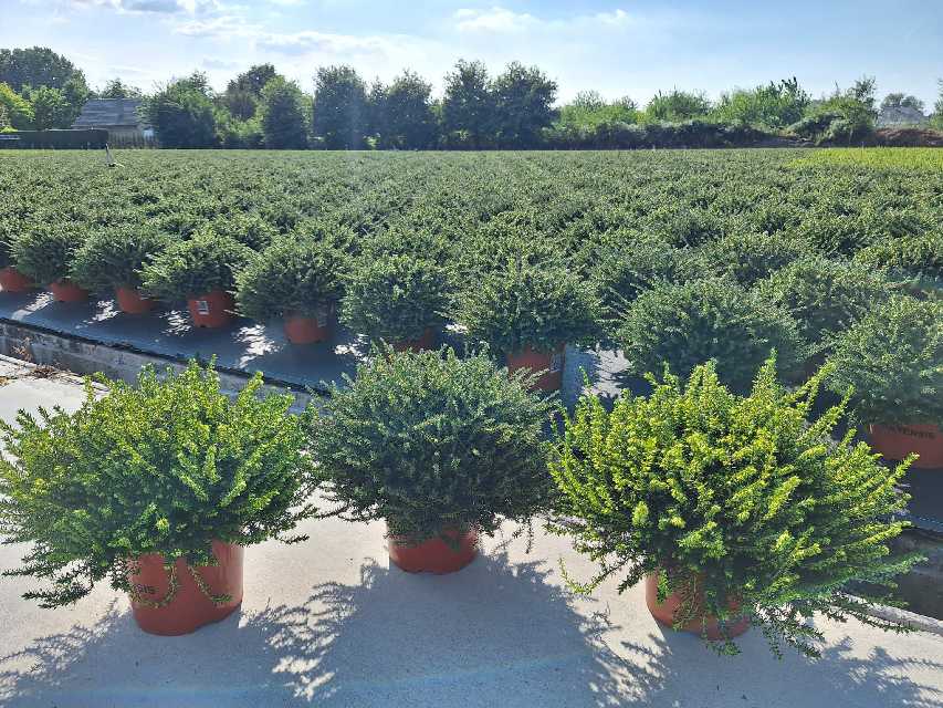 image produit ERICA X DARLEYENSIS D19