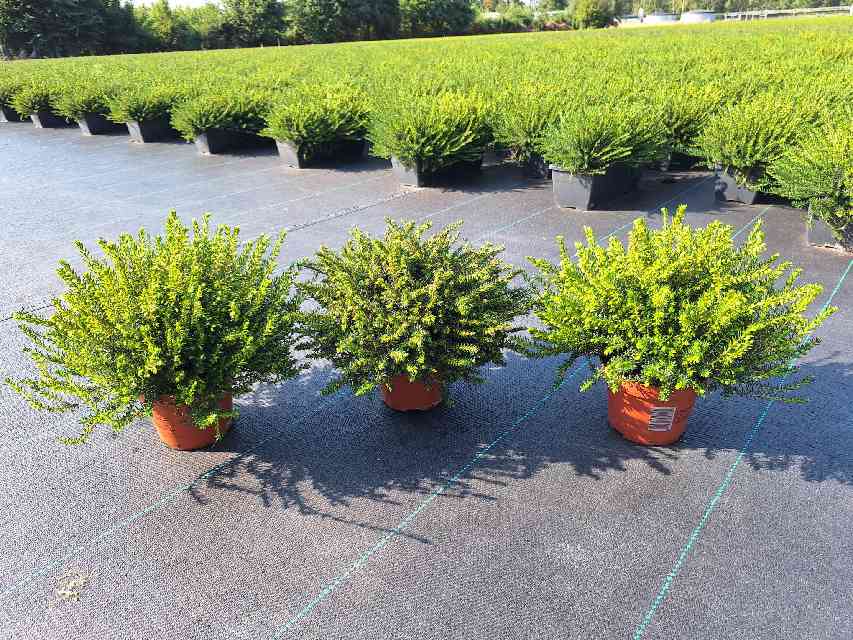 image produit ERICA X DARLEYENSIS MIX D13