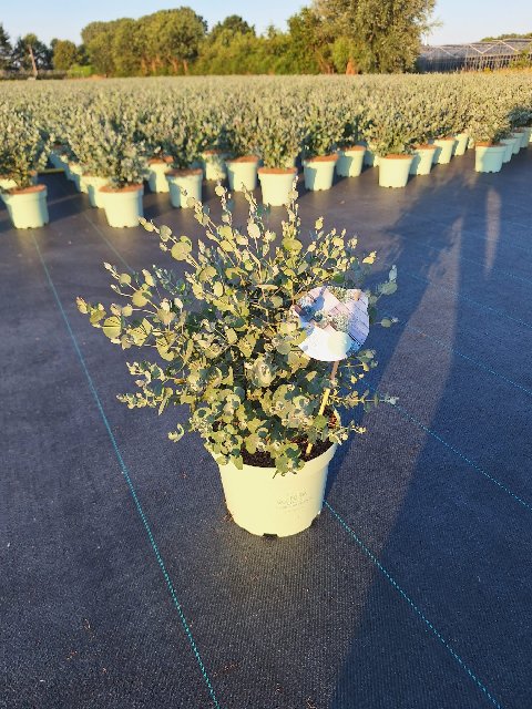image produit EUCALYPTUS GUNNII D19