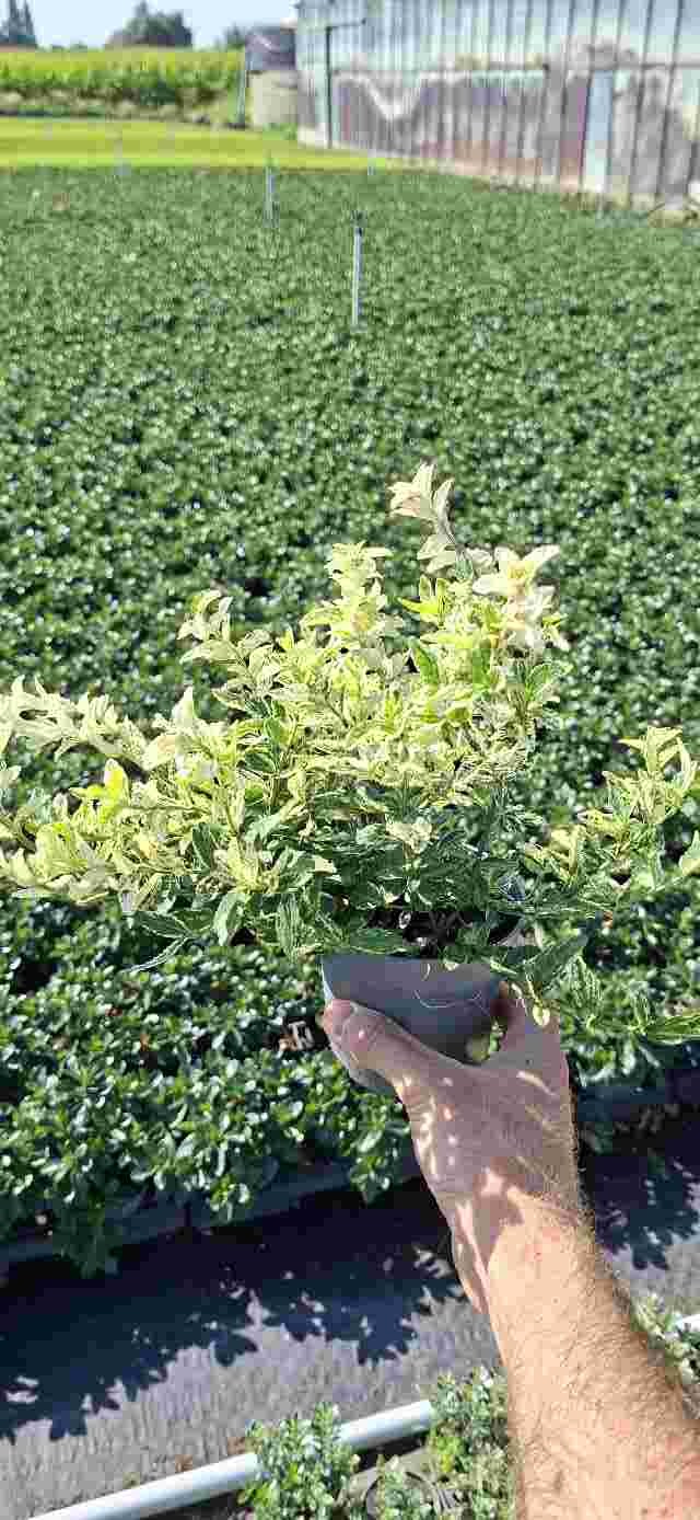 image produit EUONYMUS FORTUNEI 'HARLEQUIN'