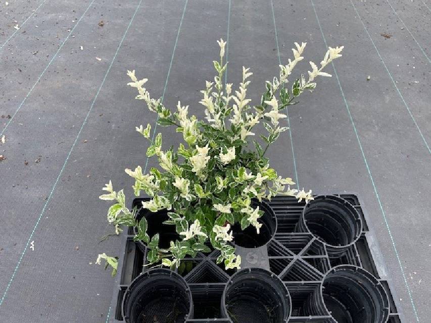 image produit EUONYMUS FORTUNEI HARLEQUIN D1