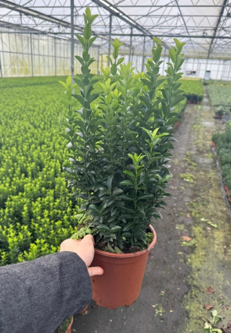 image produit EUONYMUS GREEN SPIRE D19