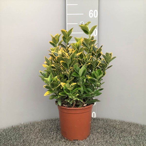 image produit EUONYMUS JAPONICUS 'AUREUS' D1
