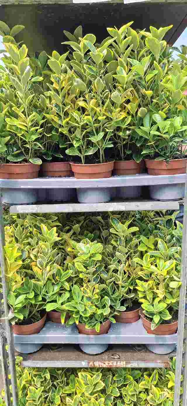 image produit EUONYMUS JAPONICUS AUREUS D13