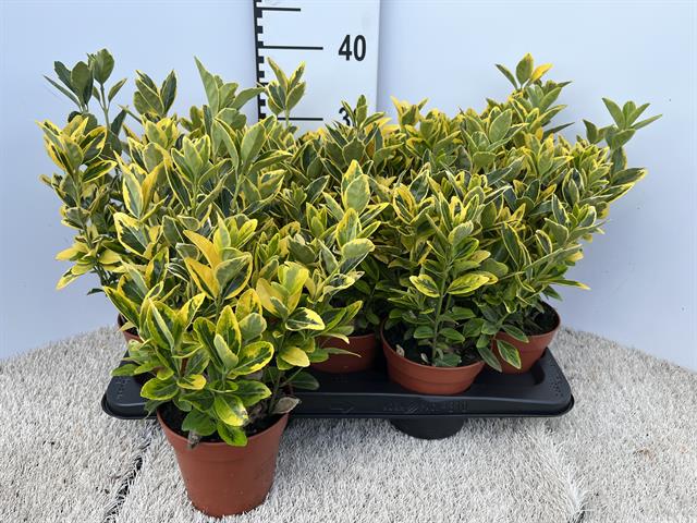 image produit EUONYMUS JAPONICUS AUREUS D13