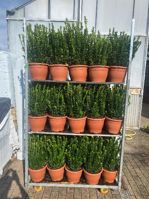 image produit EUONYMUS JAPONICUS 'GREEN SPIR
