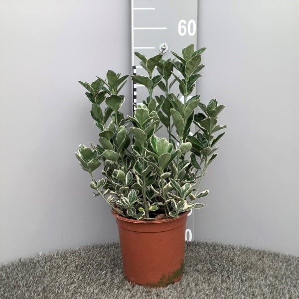 image produit EUONYMUS JAPONICUS 'KATHY' D19