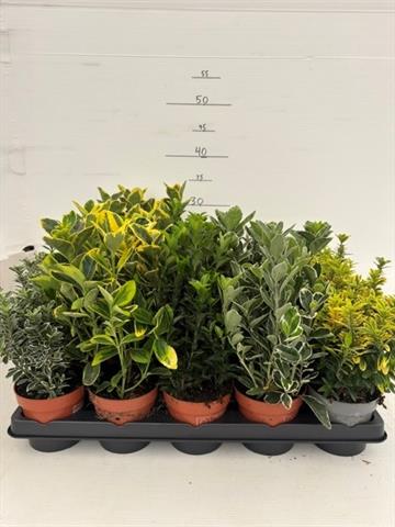 image produit EUONYMUS JAPONICUS MIX 5 VARIE