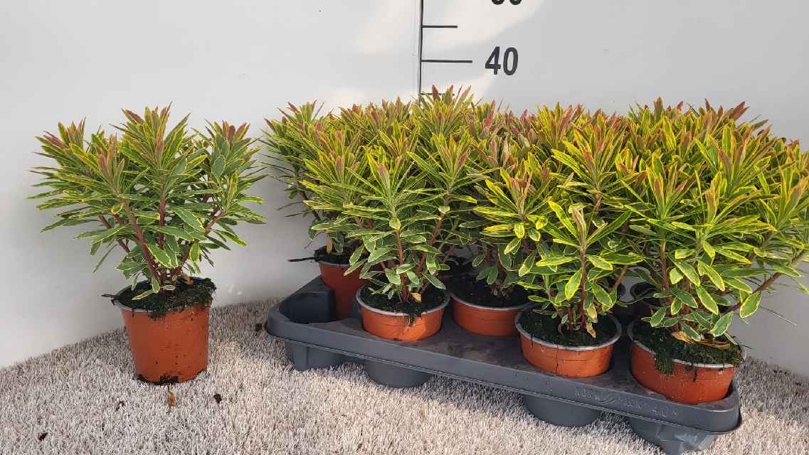 image produit EUPHORBIA ASCOT RAINBOW D13