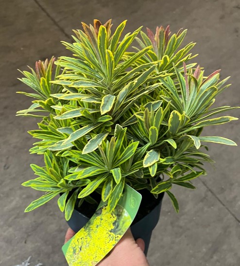 image produit EUPHORBIA ASCOT RAINBOW D17