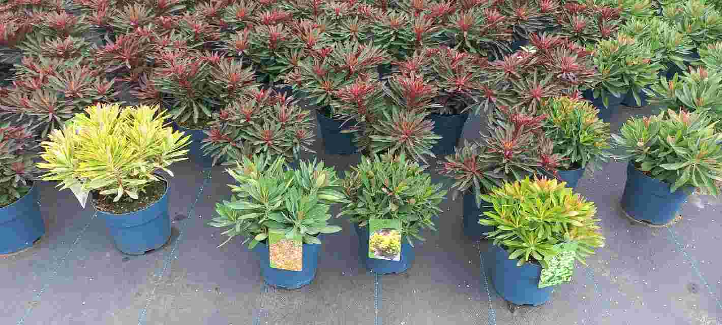 image produit EUPHORBIA AUTRE D17